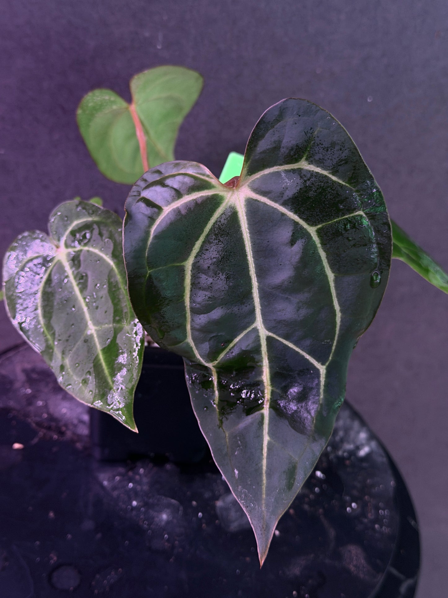 Anthurium carlablackiae 'Yard' x (Ace x (Stripey Mag x carla)) variegated