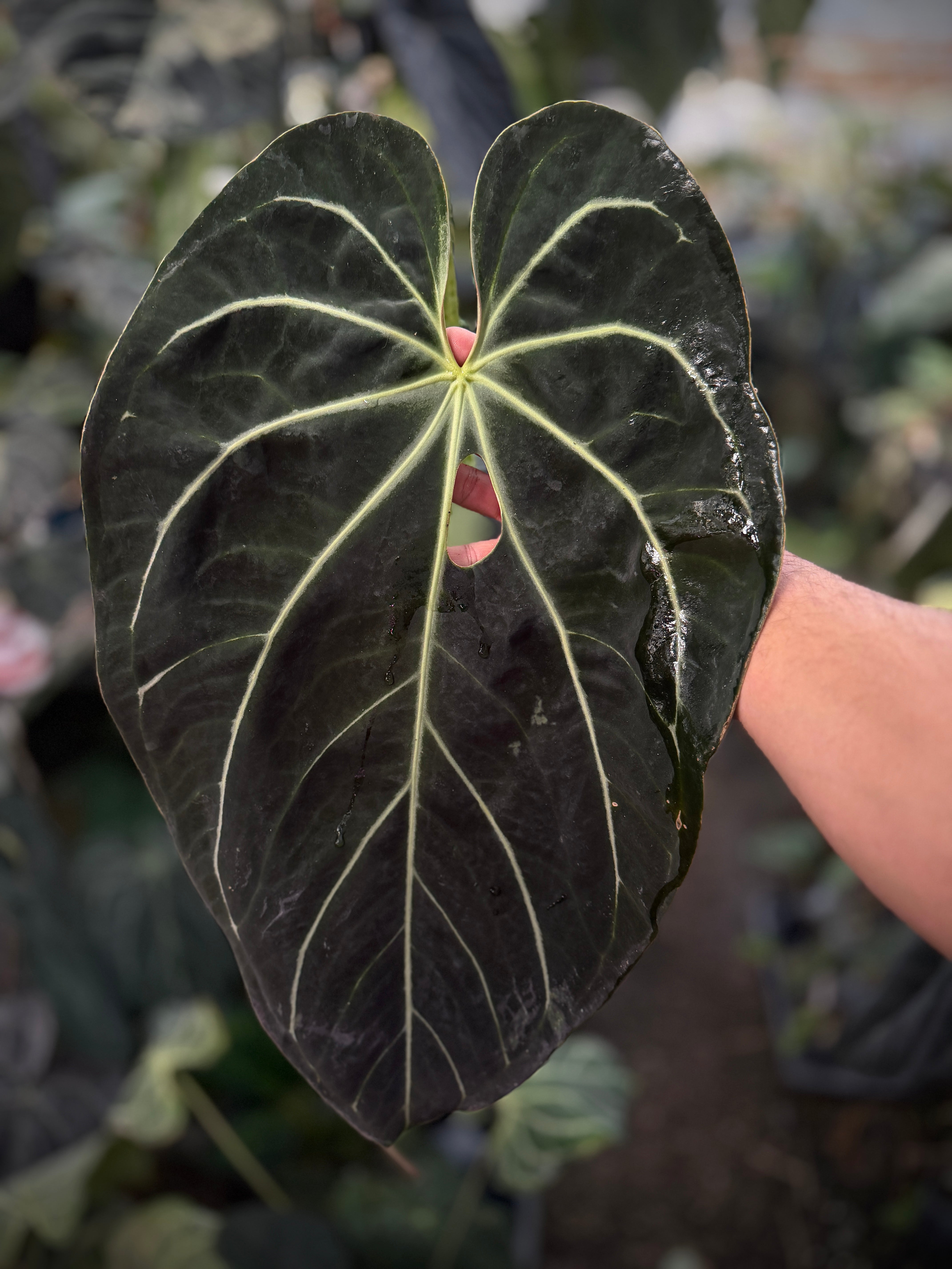 Anthurium Hybrids – understoryoasis