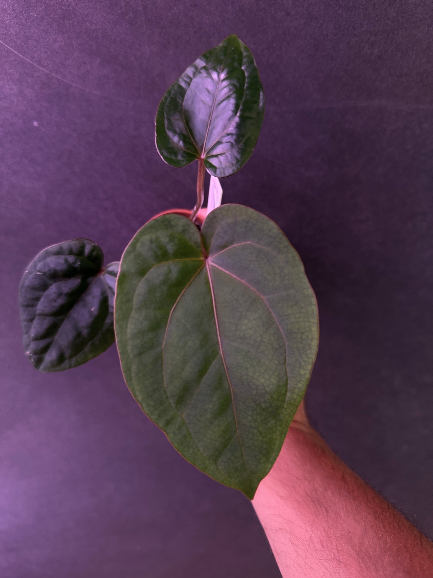 Anthurium Red Crystal ‘PM1’ x (carlablackiae x kunayalense)#1