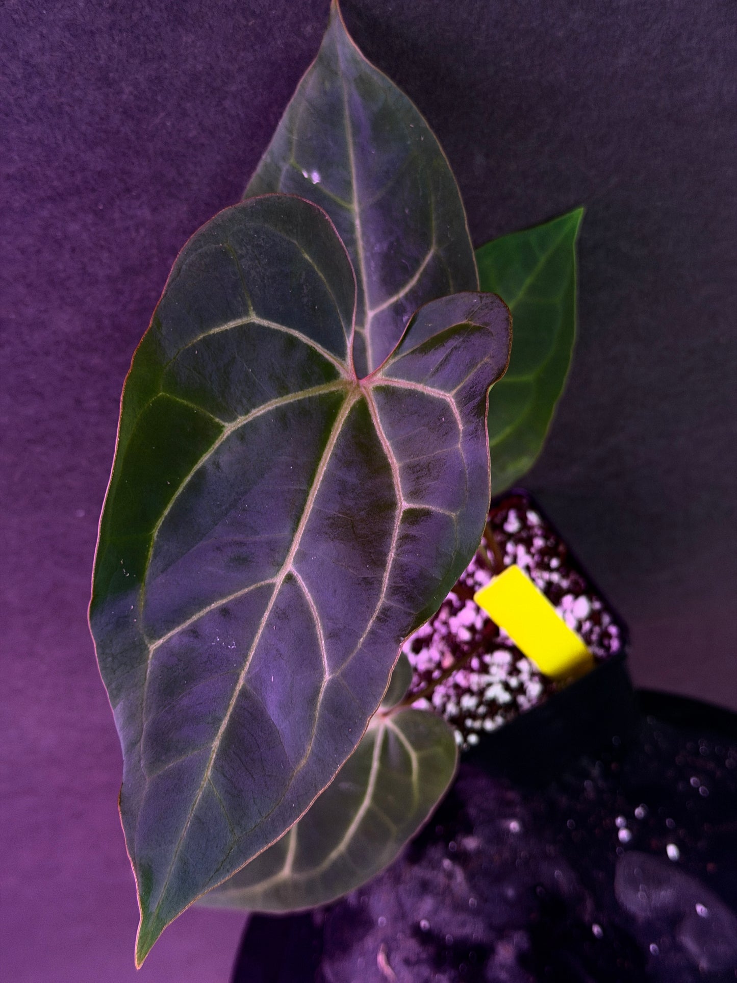 Anthurium carlablackiae 'Yard' x (Ace x (Stripey Mag x carla)) variegated