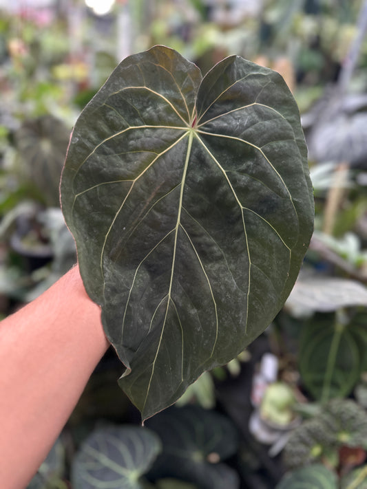 Anthurium (carlablackiae x BVEP) x Big Black Block(Leafless 2)