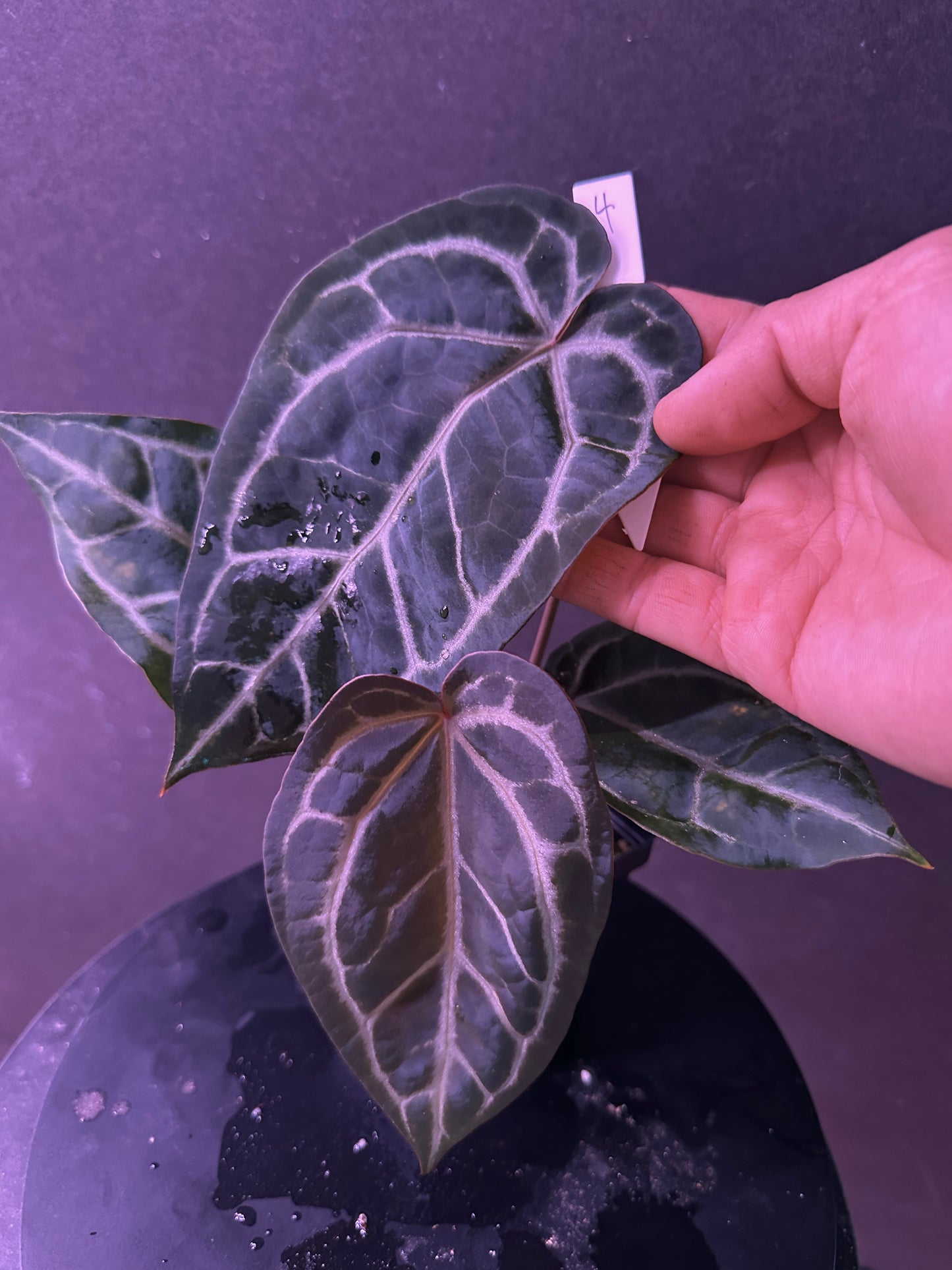 Anth. (SKG Silver x Red Crystal) x Stripey Mag