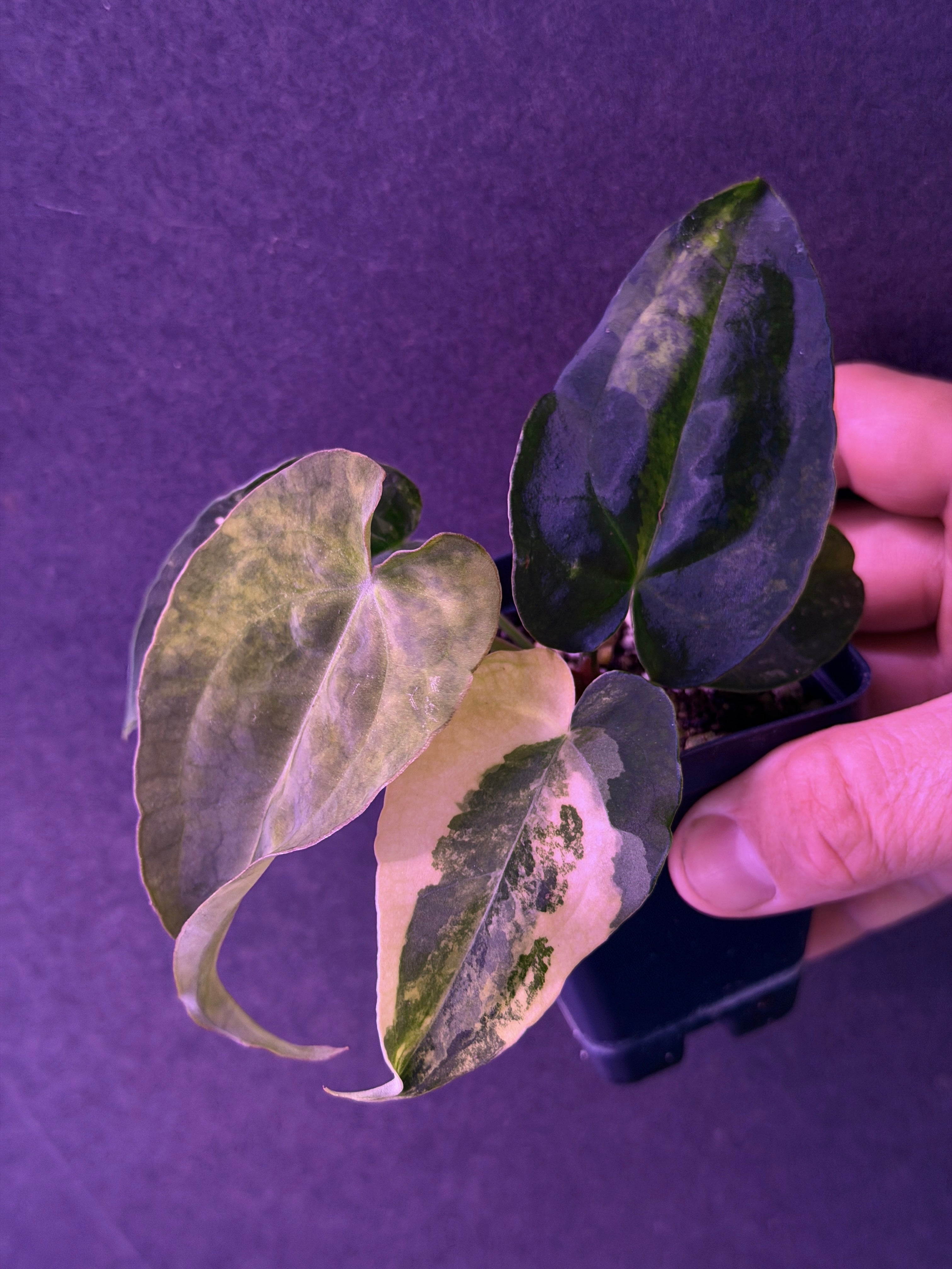 Absinthium &ROSSO NOBILE コピ31様お取り置き Anthurium Hybrids – understoryoasis