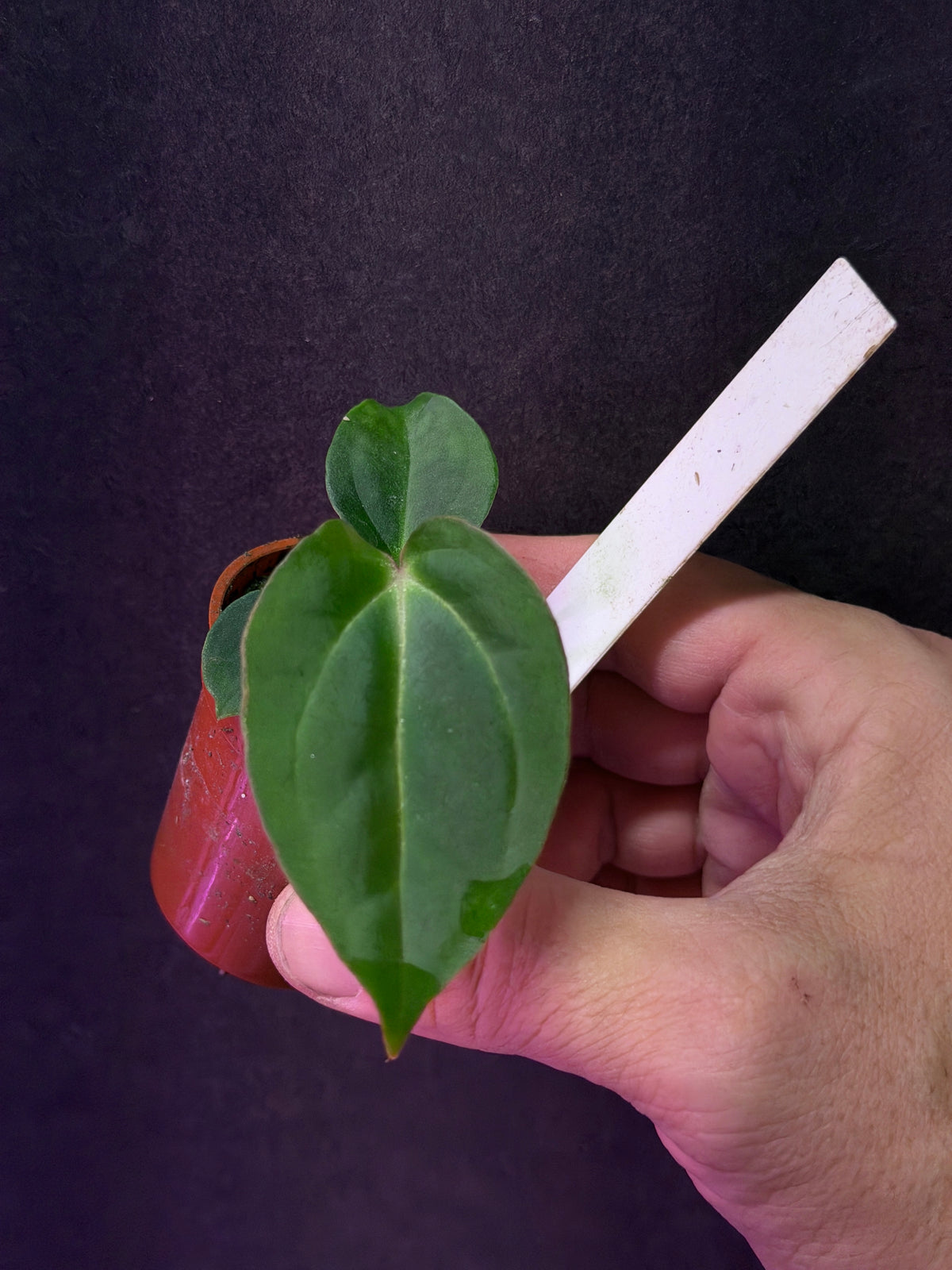 Anthurium Stripey X1 x carla PM16A