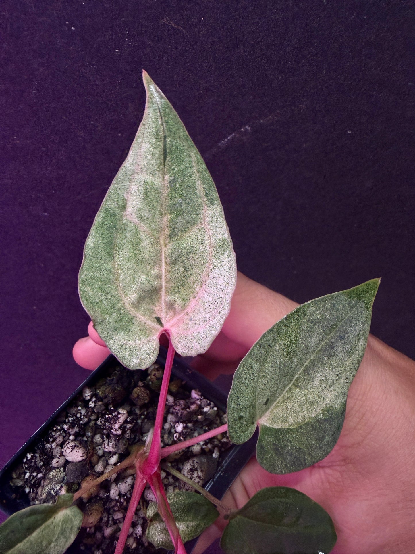 Anthurium (Ace x (Stripey Mag x carla)) variegated x self
