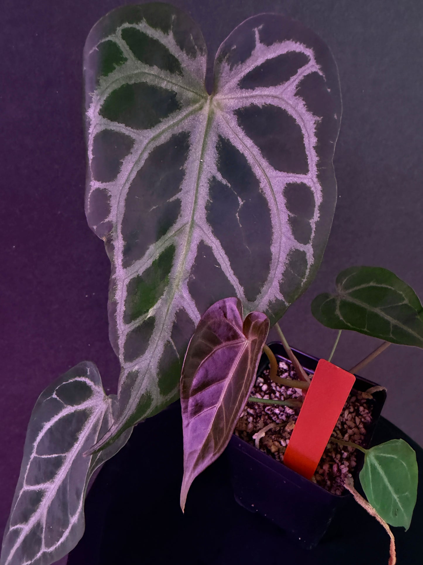 Anthurium FTG Crystal (S1) x SKG Silver