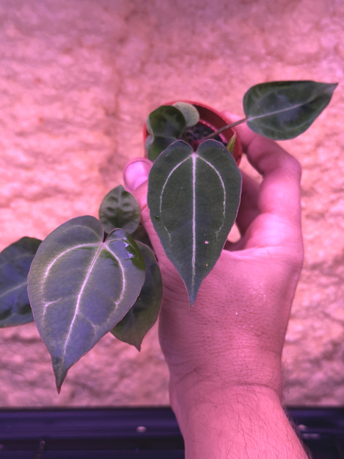 Anthurium (Stripey Mag x carla) 'Narrow B' x Red Crystal 'PM1'