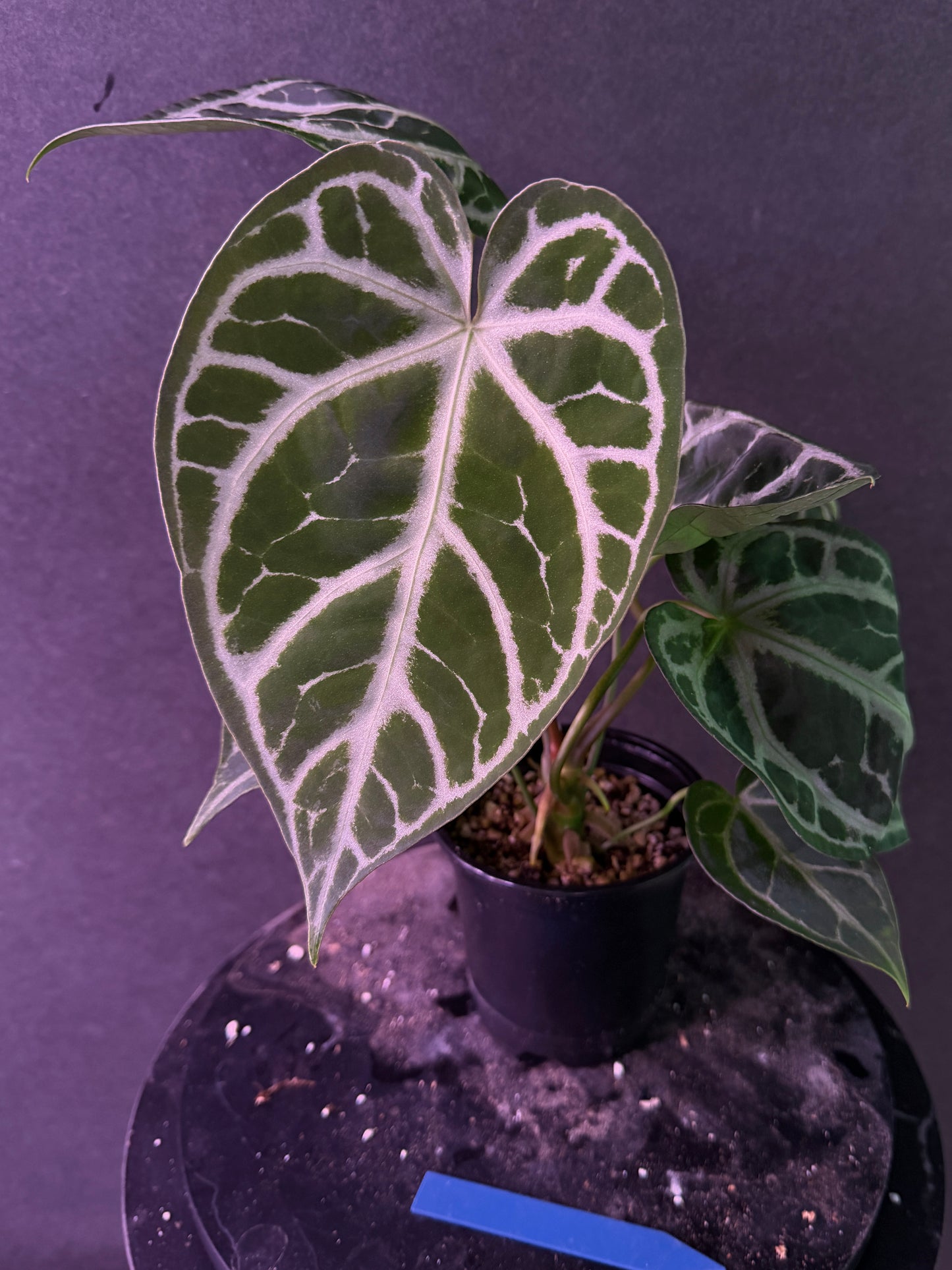 Anthurium FTG Crystal (S1) x SKG Silver
