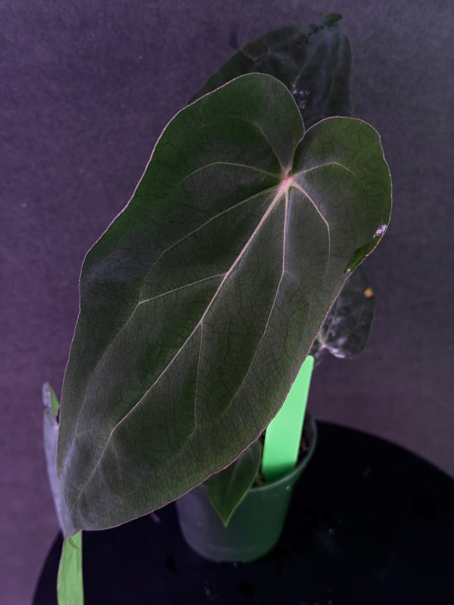Anthurium (Stripey Mag x carla) #1 x (BVEP X Stripey Mag) (Exact Seedlings)