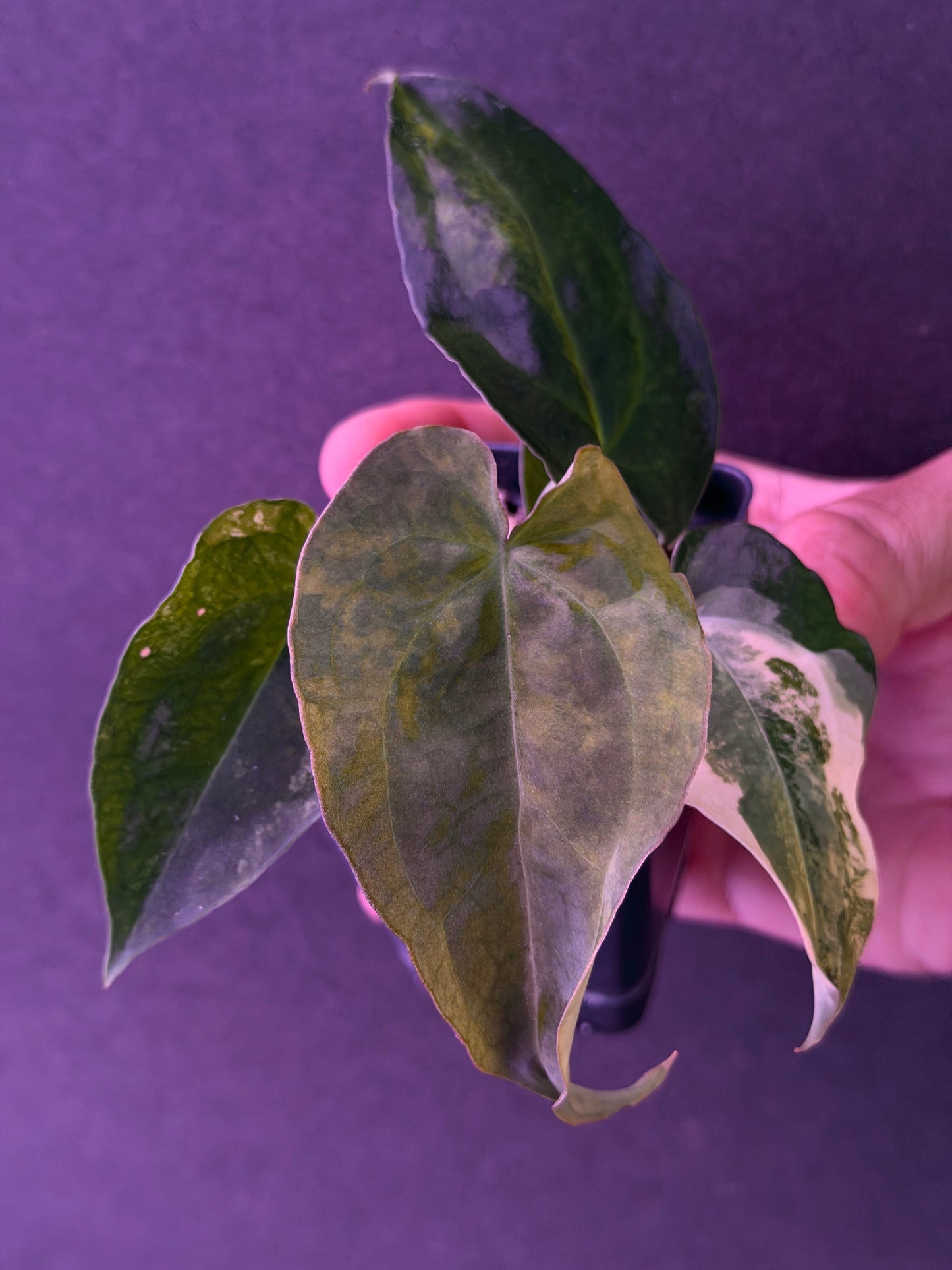 Anth. (SKG Silver x Stripey x1) variegated x "Swamp Shield"