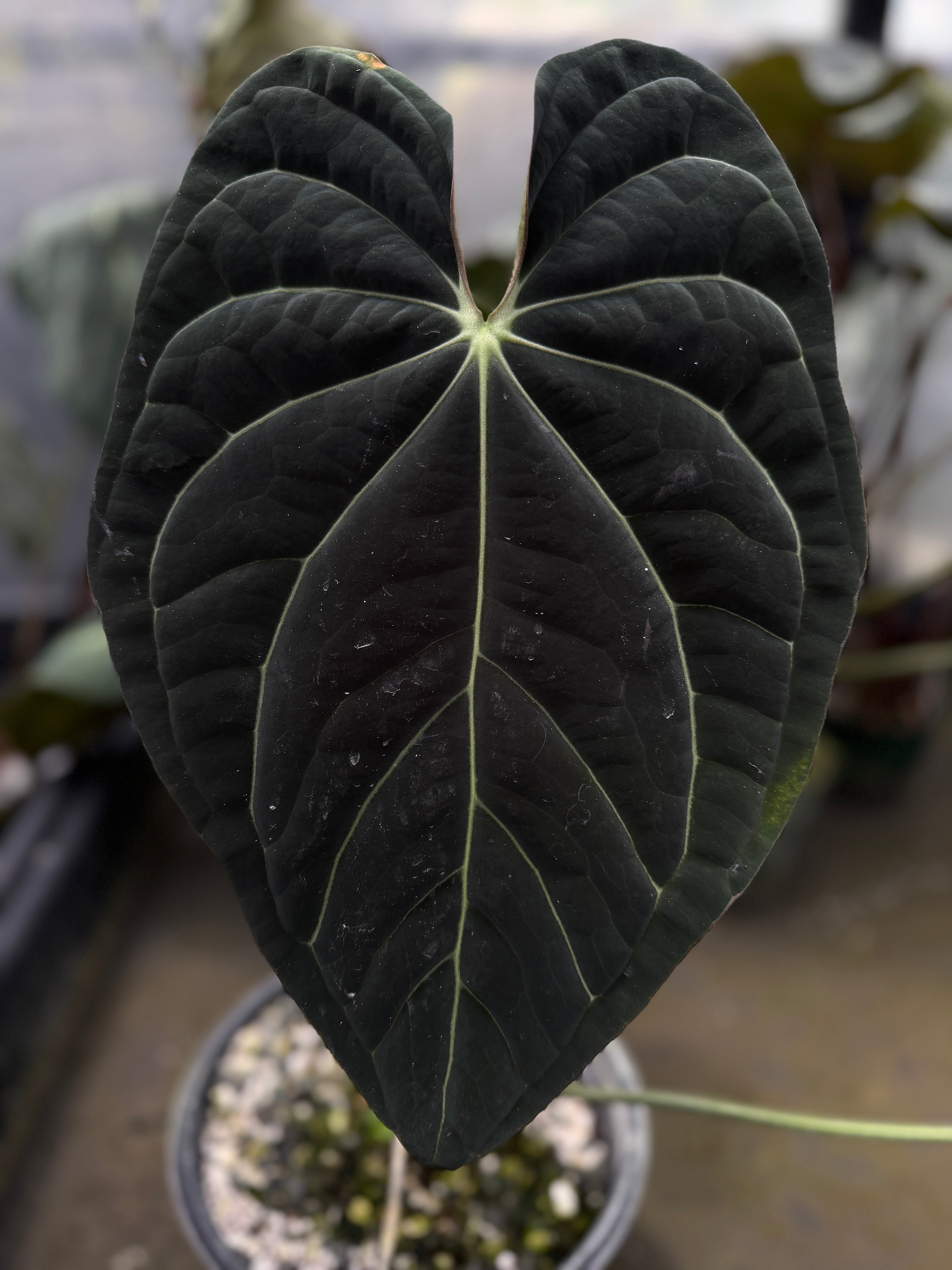 Anthurium Hybrids – understoryoasis