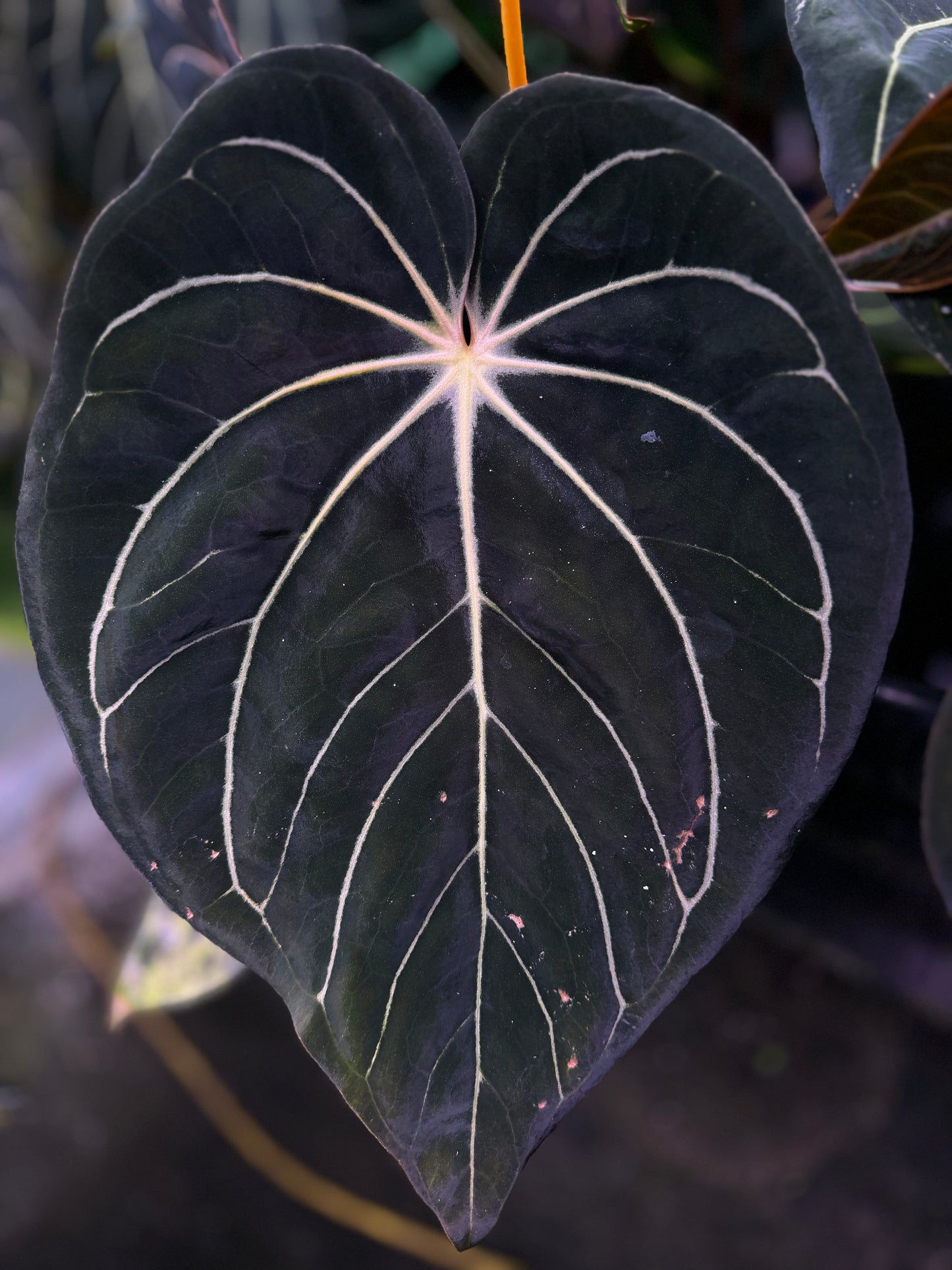 Anthurium ((Stripey Mag x carla) x Stripey X1) #14  x  (carla x (kuna x carla))