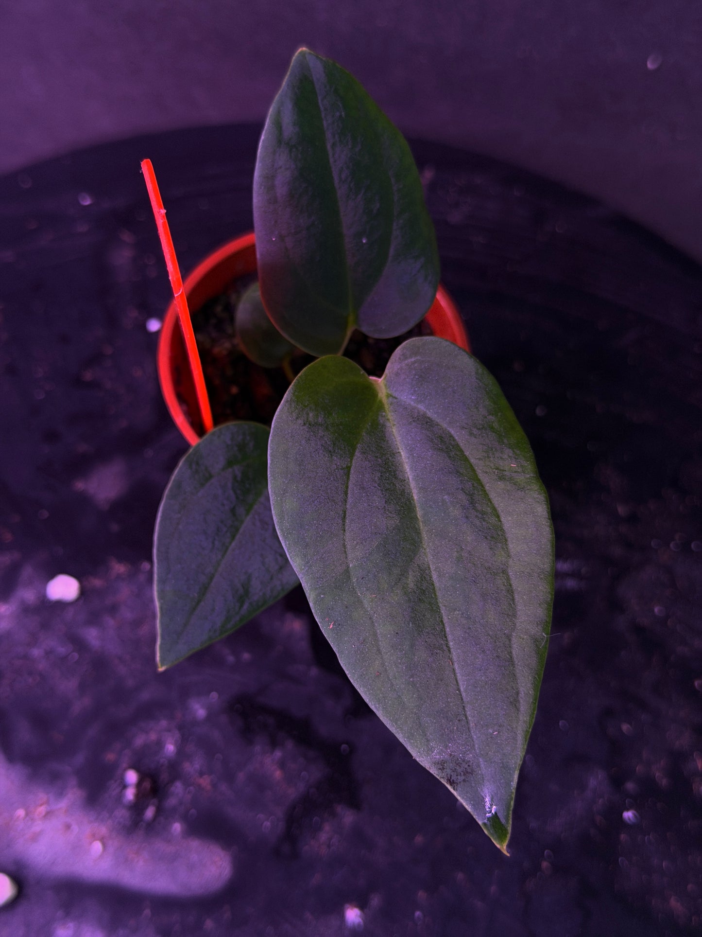 Anthurium (Nov DF x carla)  x  (BVEP x port. 'Dorito') "Dark Knight"