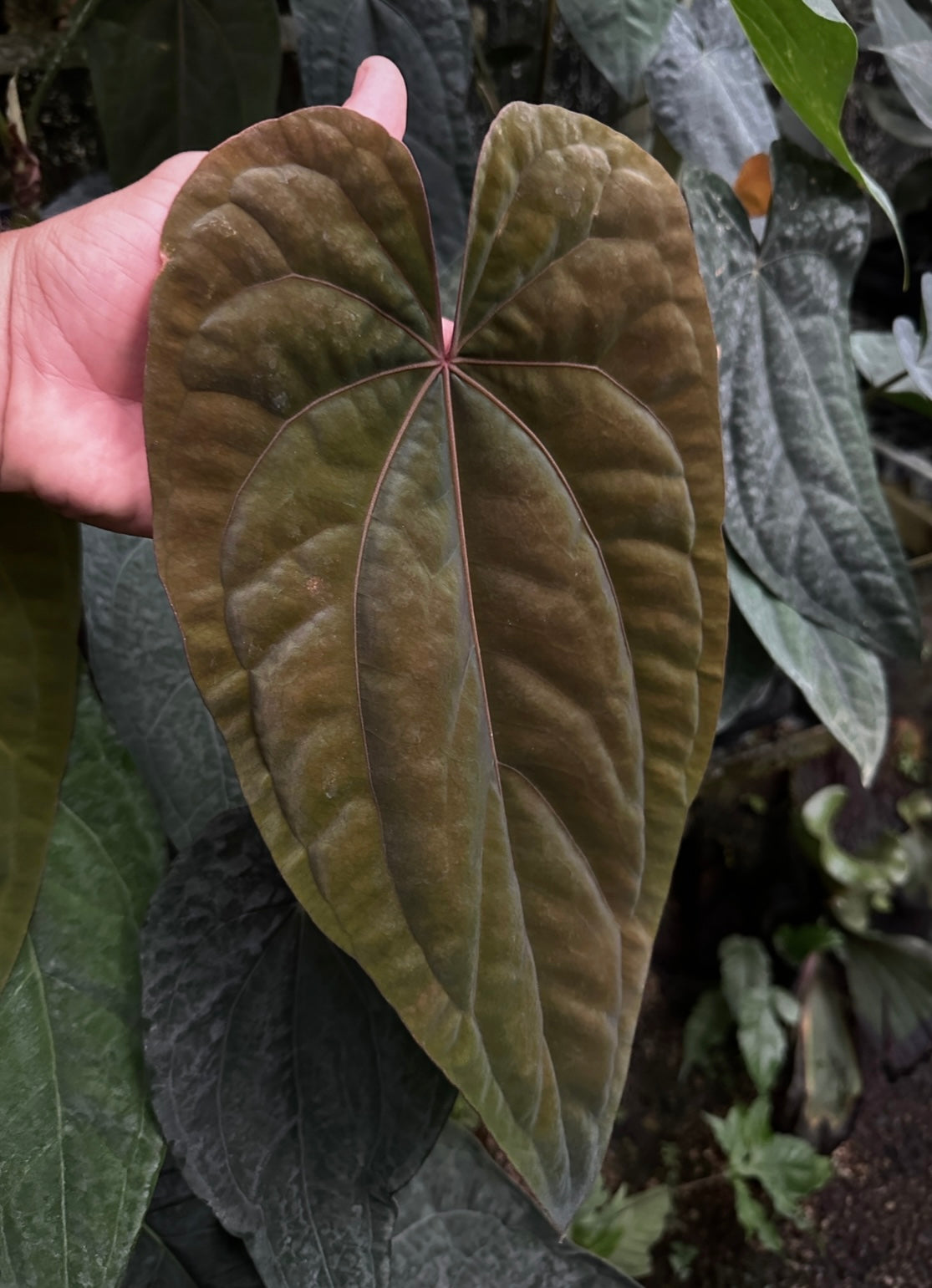 Anthurium (Ace x dressleri 'Narrow') x Red Crystal 'PM1'