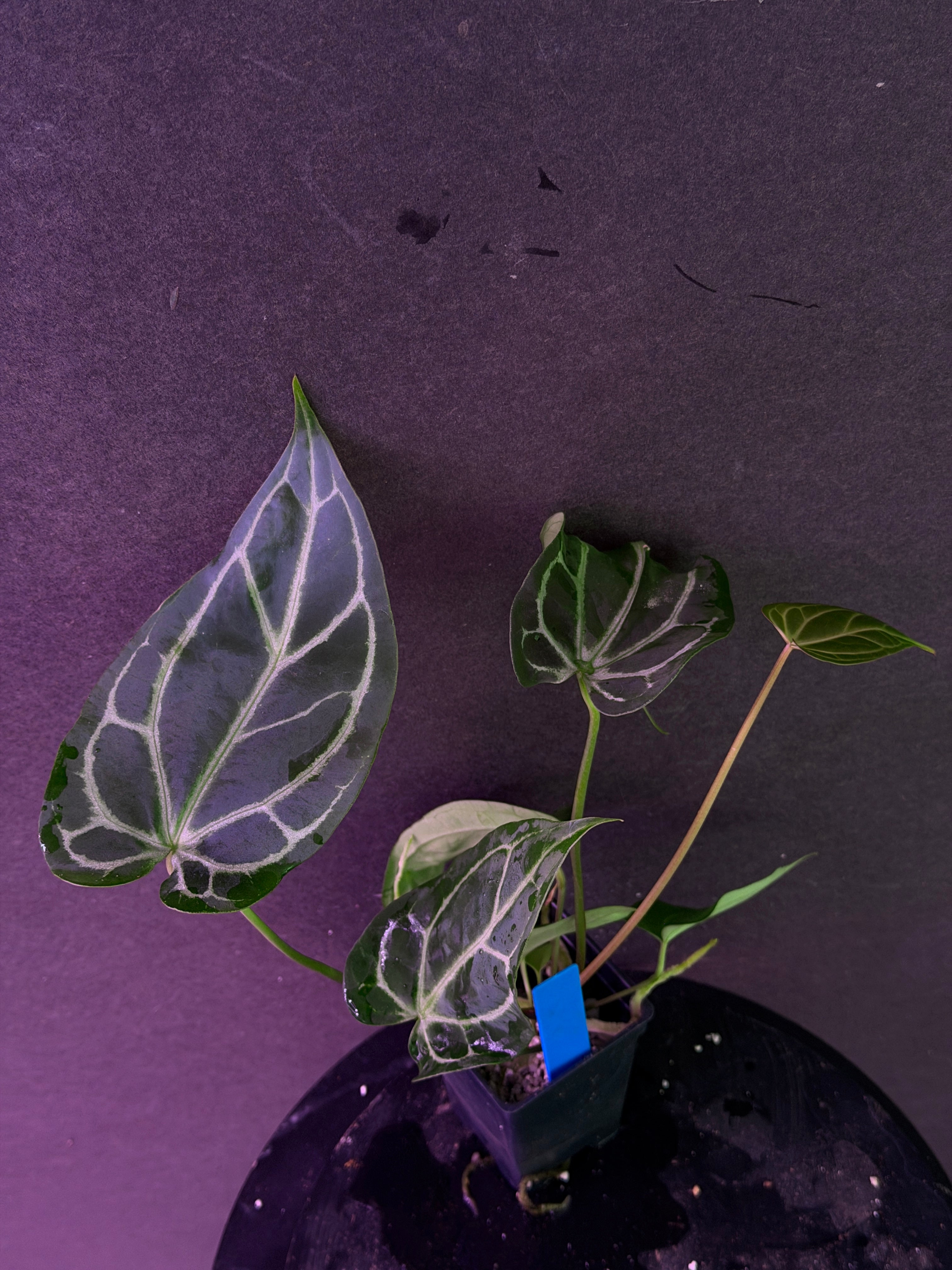 Anthurium FTG Crystal (S1) x (Stripey Mag x self)#2 – understoryoasis