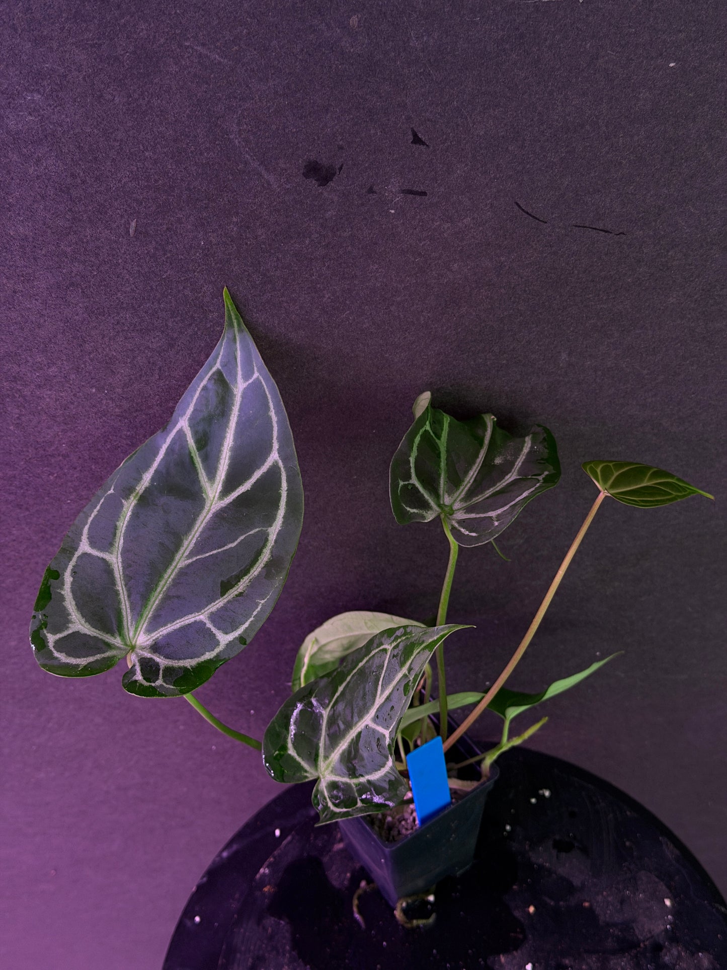 Anthurium FTG Crystal (S1) x (Stripey Mag x self)#2