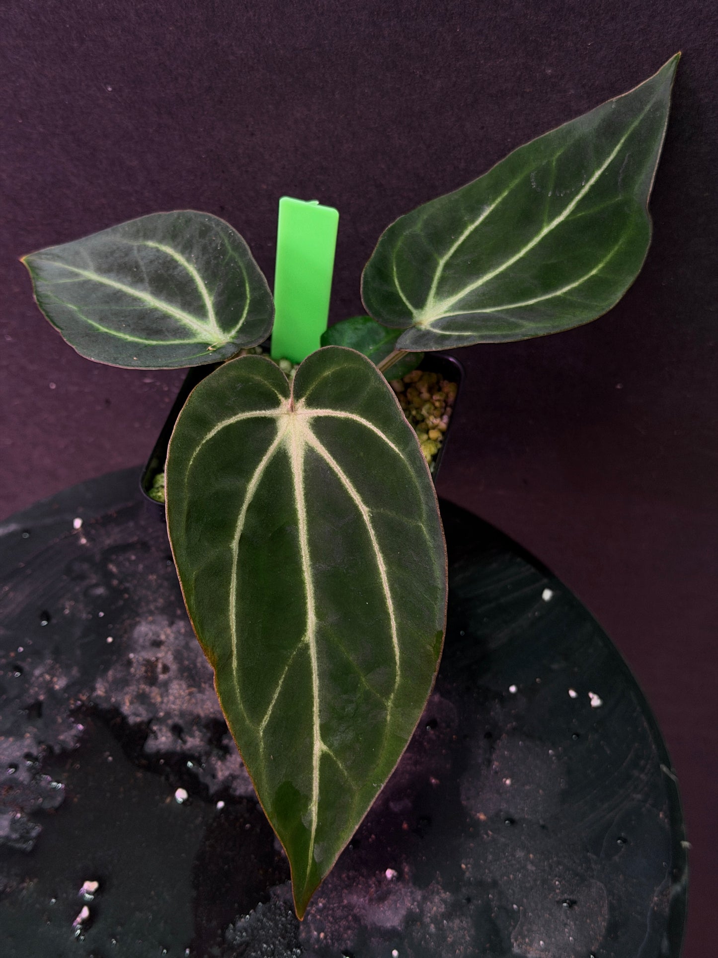 Anthurium carlablackiae 'PM1' x 'PM6' f2 Mosquito Batch