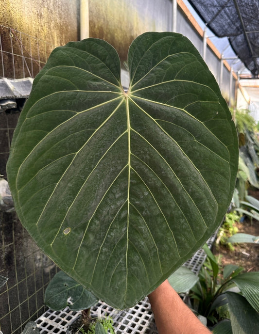 Anthurium (kuna x carla) #2