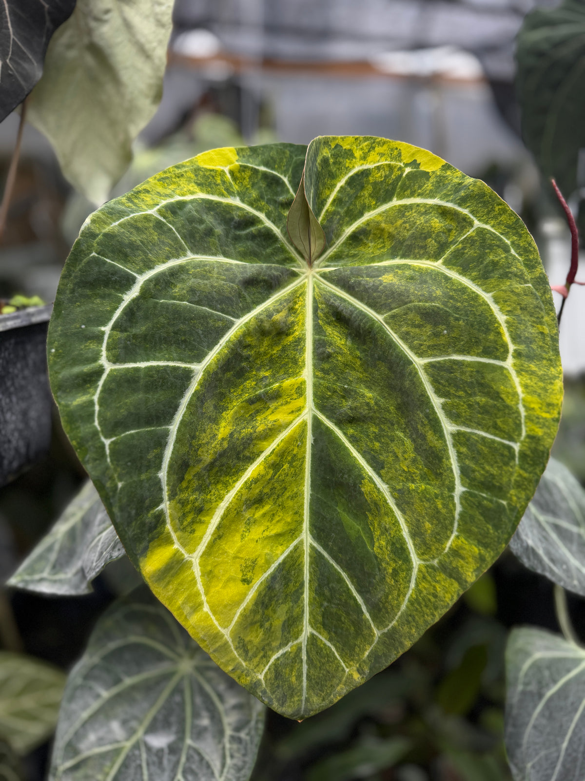 Anth. (SKG Silver x Stripey x1) variegated x (SKG Silver x Red Crystal)