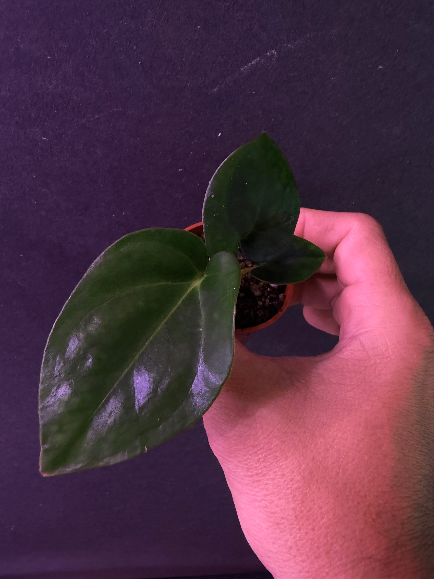 Anthurium carlablackiae 'PM6' x (papillilaminum 'RA5' x carlablackiae)