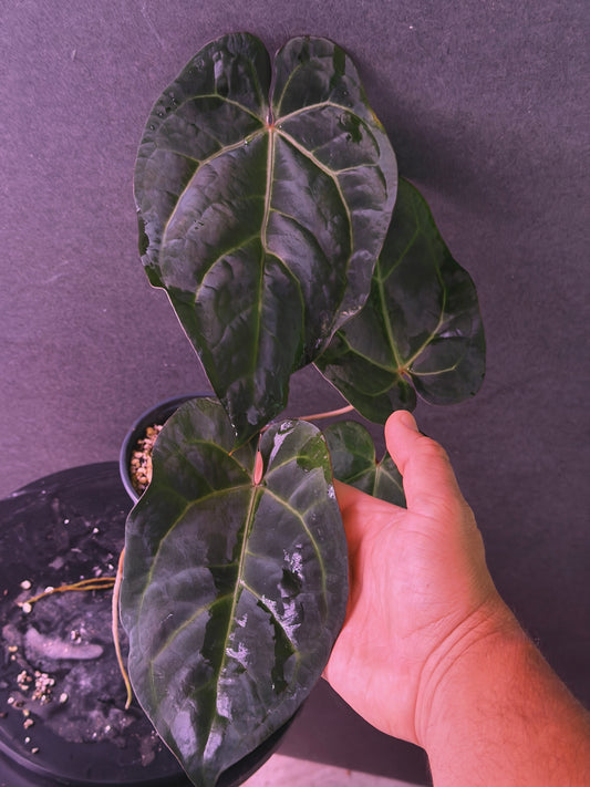 Anthurium (Ace x (Stripey Mag x carla)) #9  x self