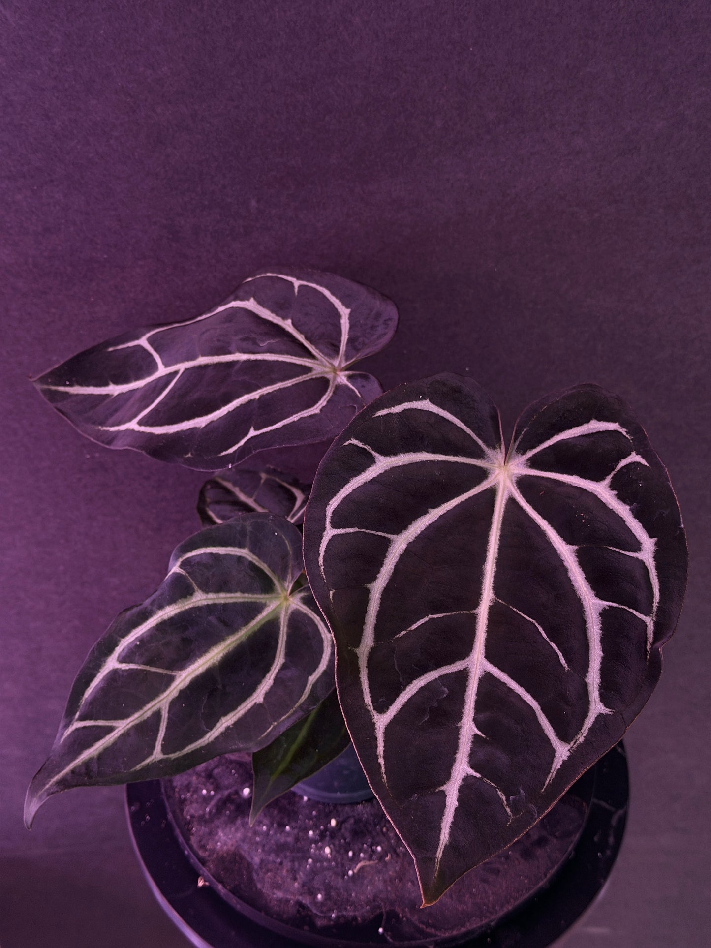 Anthurium carlablackiae 'PM2' x 'PM1'