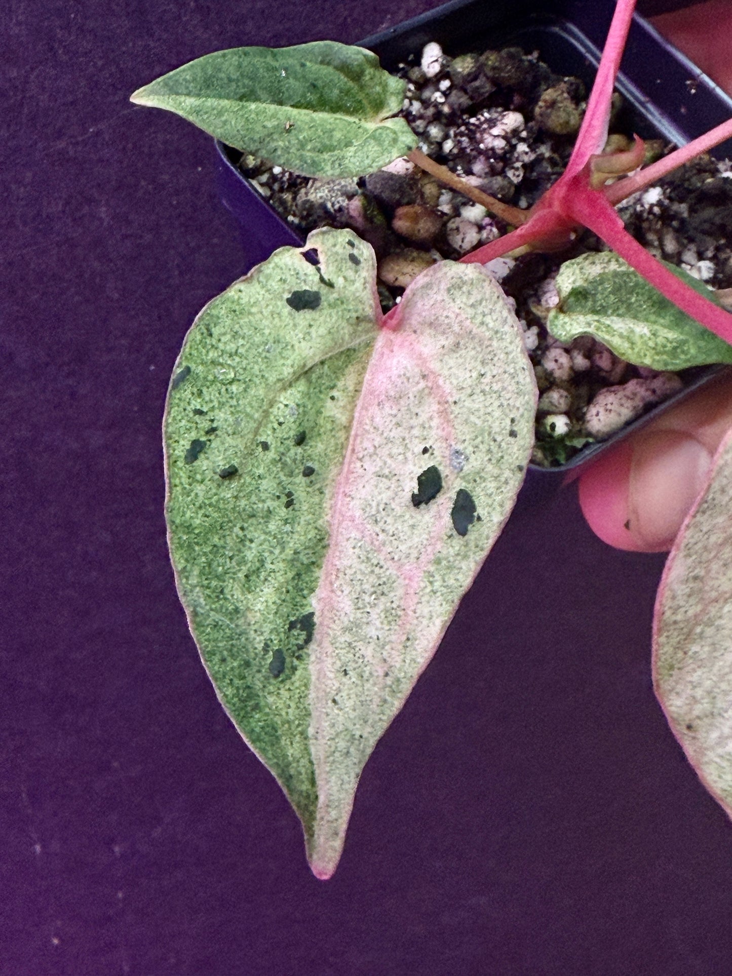 Anthurium (Ace x (Stripey Mag x carla)) variegated x self