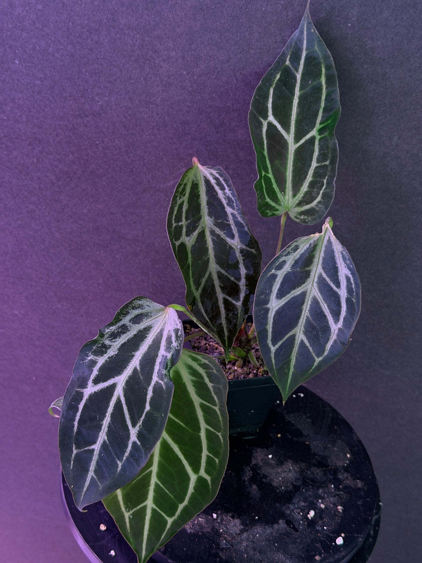 Anthurium (magnificum x carlablackiae) x (Enid’s Bench x besseae af) Blister Mutant