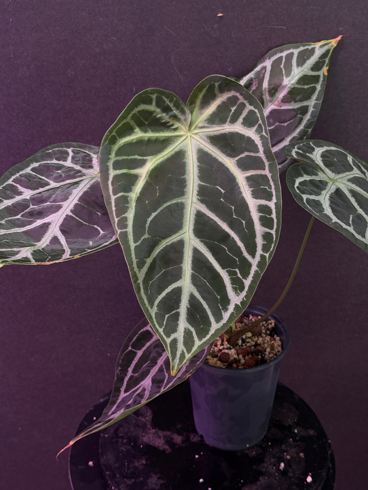 Anthurium FTG Crystal (S1) x SKG Silver