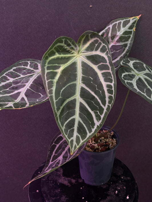 Anthurium FTG Crystal (S1) x SKG Silver