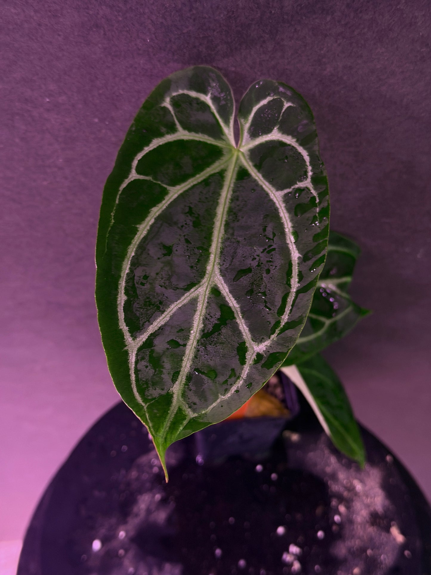 Anthurium FTG Crystal (S1) x (Stripey Mag x self)#2