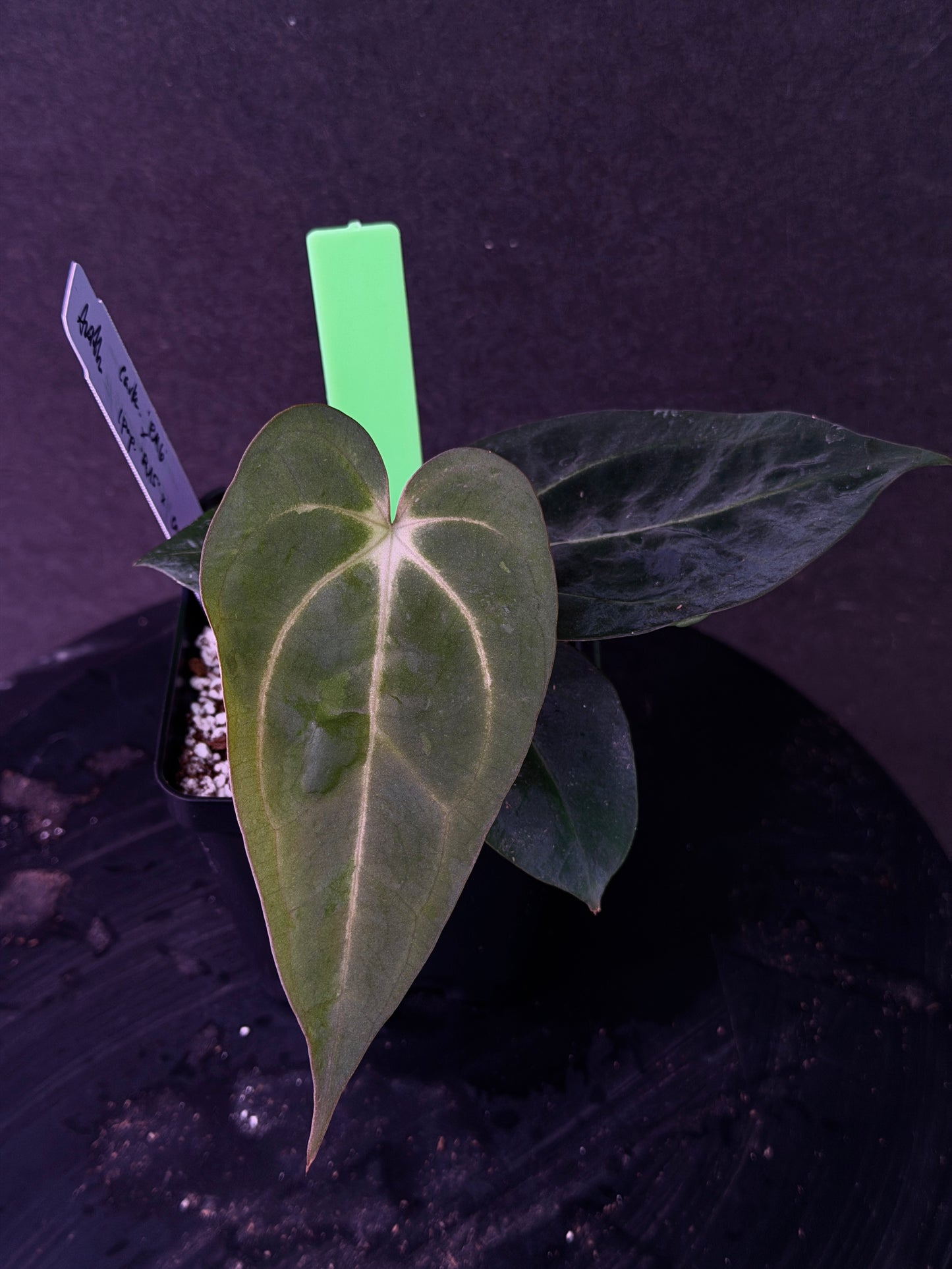 Anthurium carlablackiae 'PM6' x (papillilaminum 'RA5' x carlablackiae)