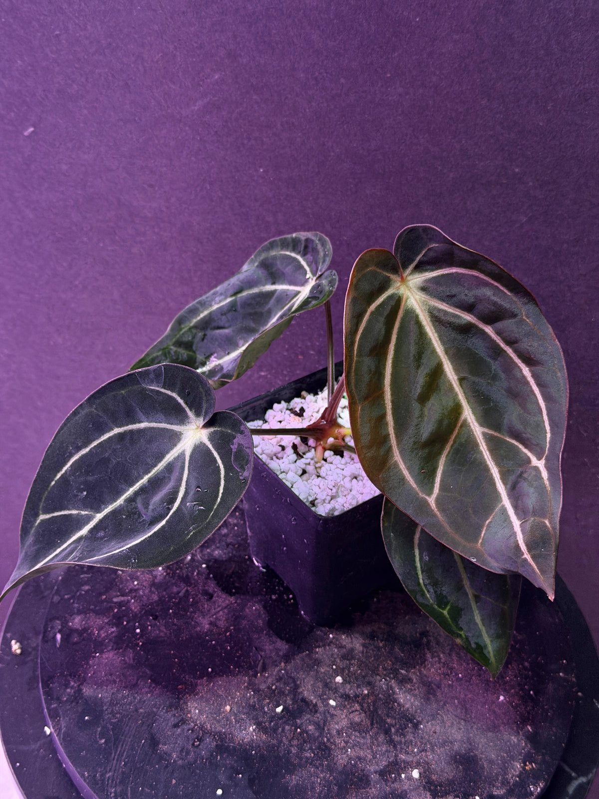 Anthurium carlablackiae 'PM1' x 'PM6' f2 Mosquito Batch