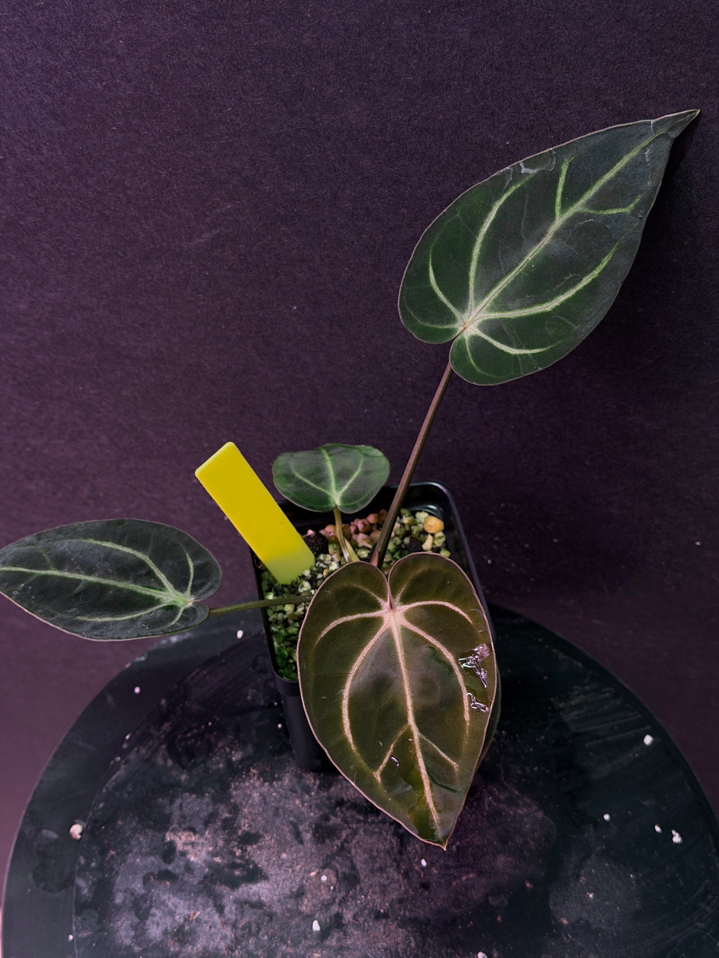 Anthurium carlablackiae 'PM1' x 'PM6' f2 Mosquito Batch