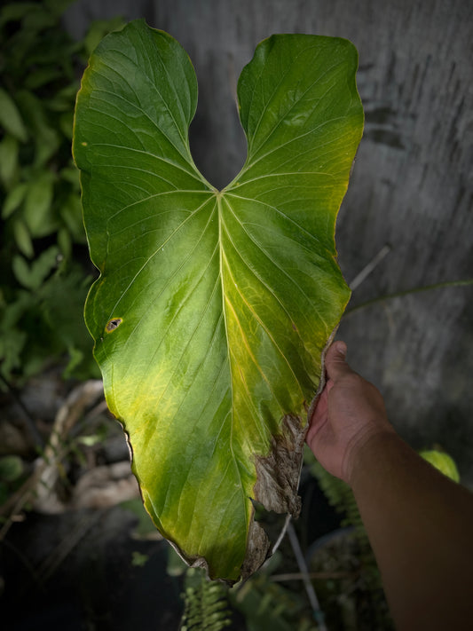 Anthurium ochranthum 'Ft Sherman'