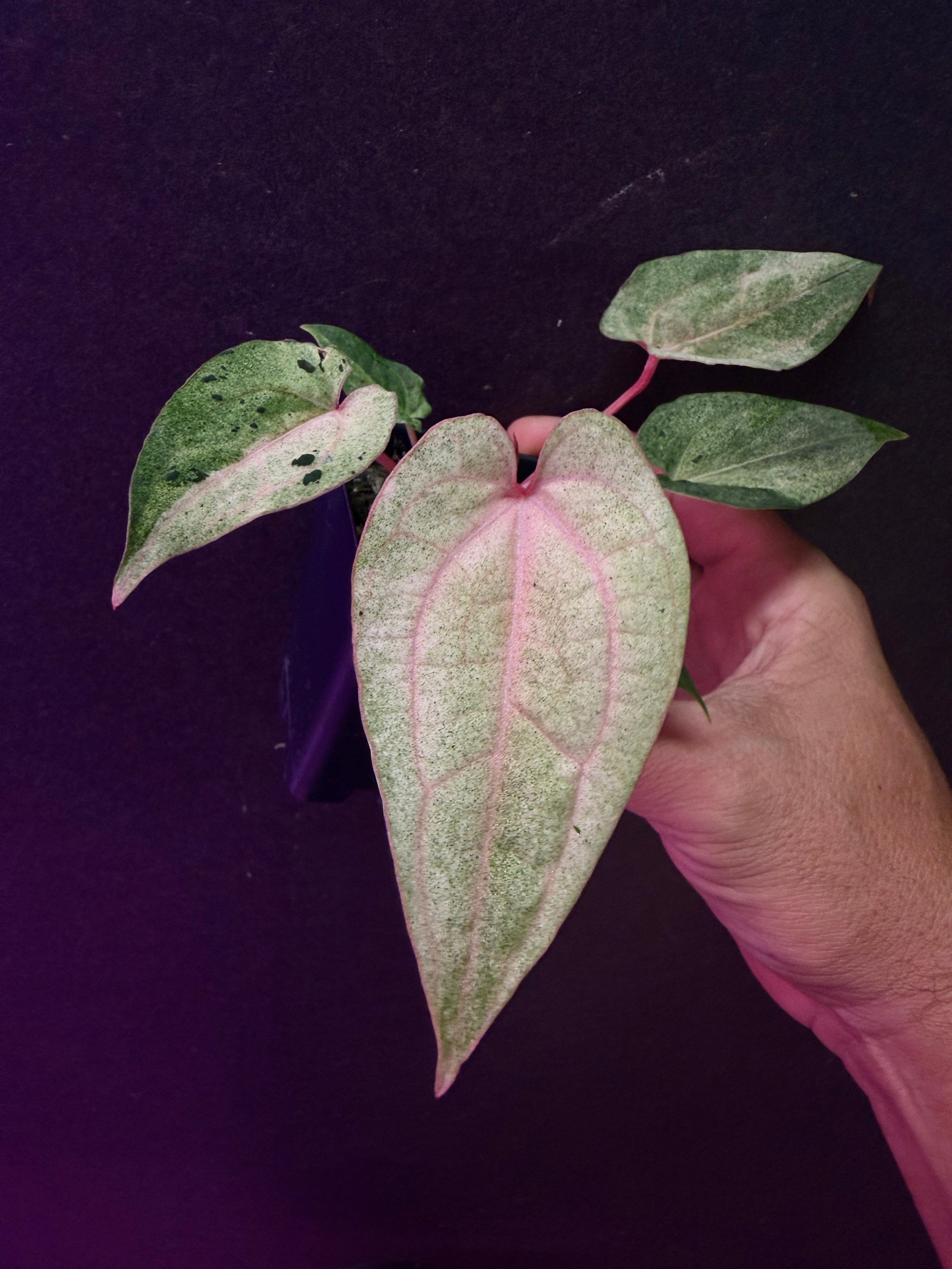 Anthurium Hybrids – understoryoasis