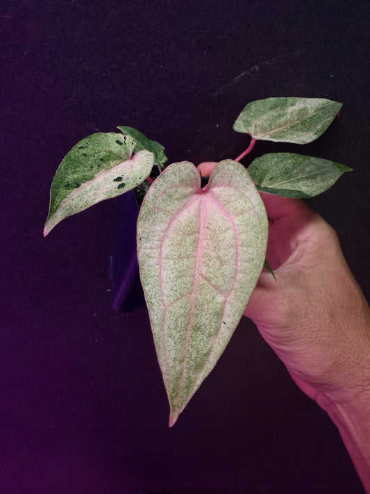 Anthurium (Ace x (Stripey Mag x carla)) variegated x self