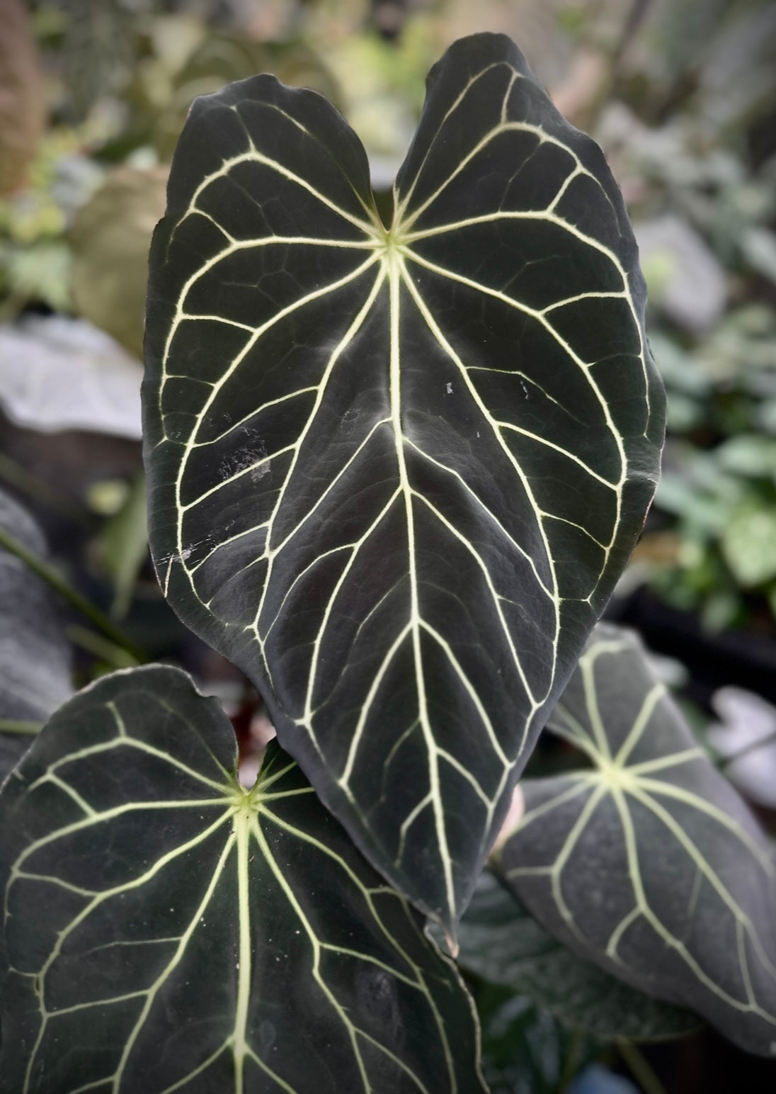 Anthurium (carla x Enid's Bench) "A" x "10"