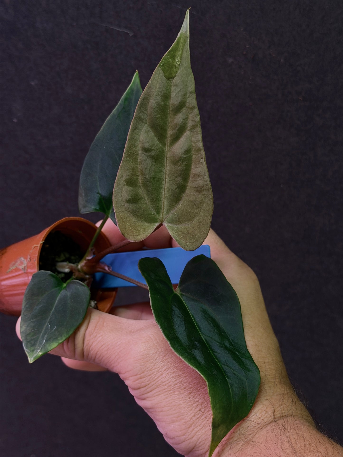 Anthurium (Nov DF x carla)  x  (BVEP x port. 'Dorito') "Dark Knight"