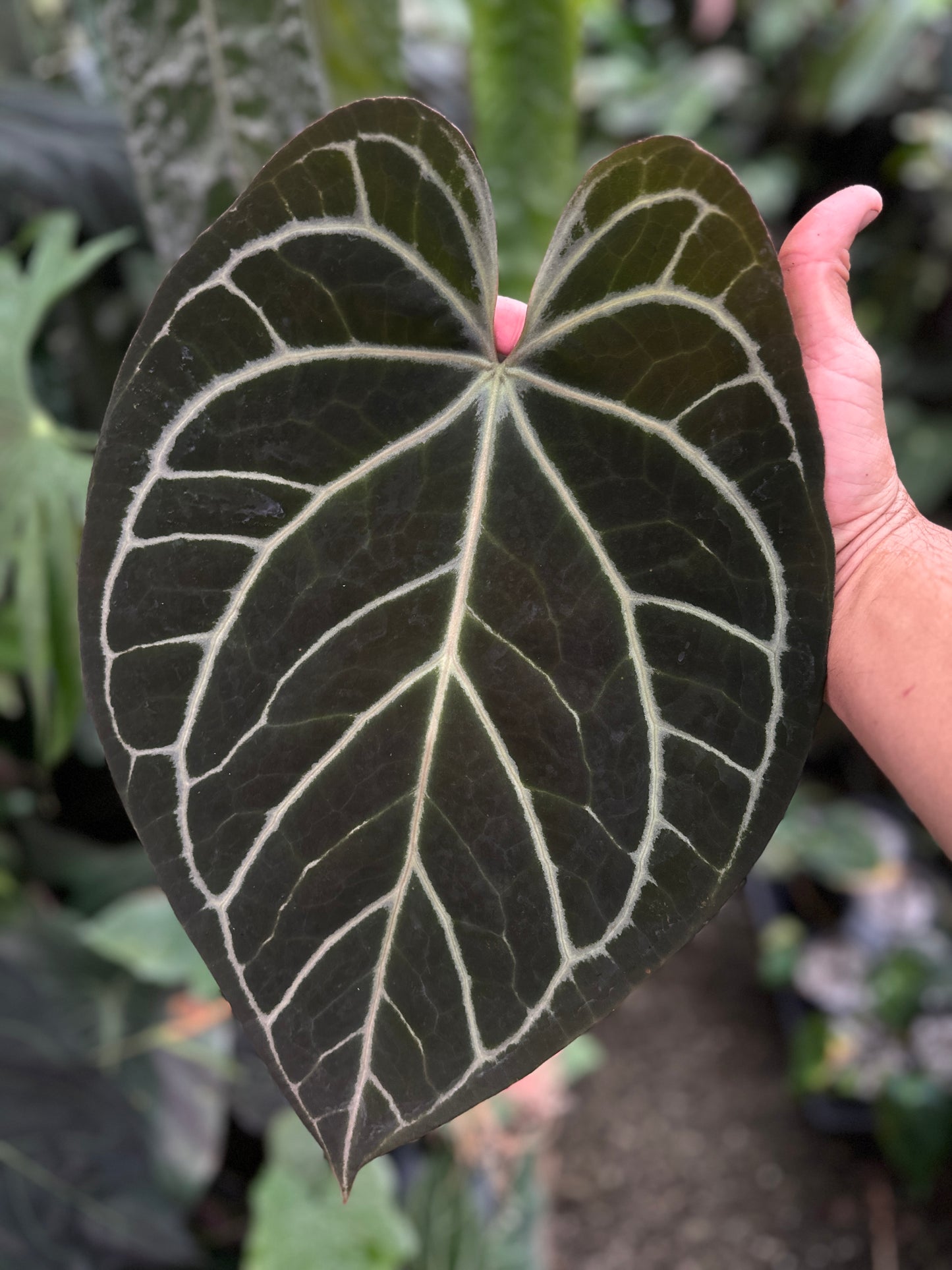 Anthurium Stripey X2 x Enid's Bench(Leafless 1)