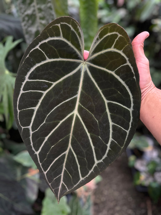 Anthurium Stripey X2 x Enid's Bench(Leafless 1)