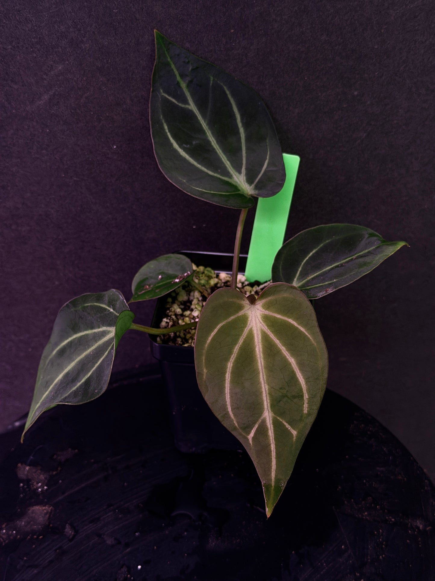 Anthurium carlablackiae 'PM1' x 'PM6' f2 Mosquito Batch