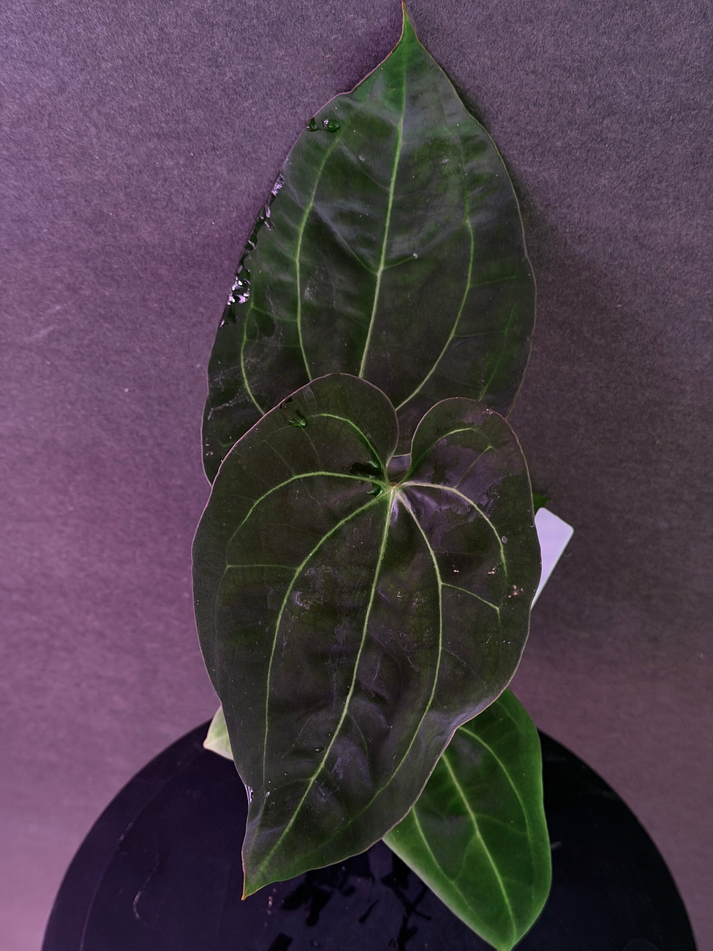 Anthurium (Stripey Mag x carla) #1 x (BVEP X Stripey Mag) (Exact Seedlings)