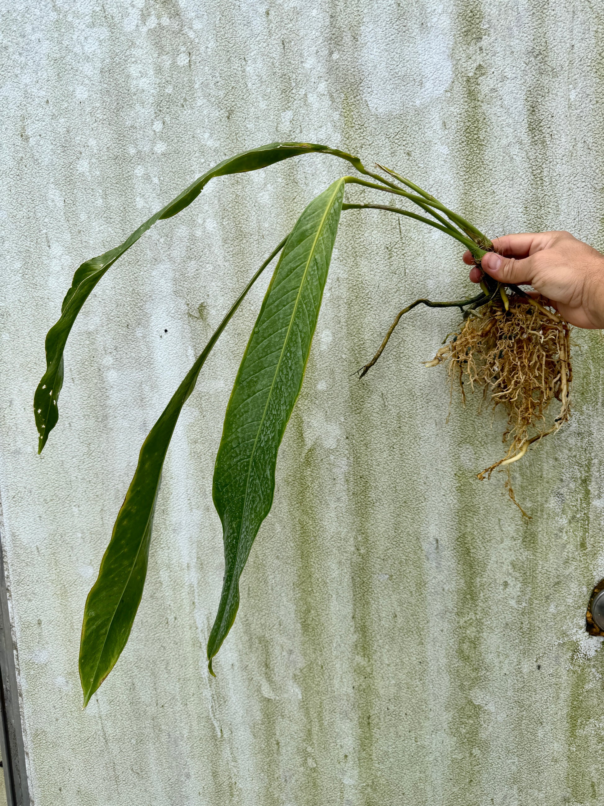 anthurium long stem Anthurium prolatum (Large leafless) – understoryoasis