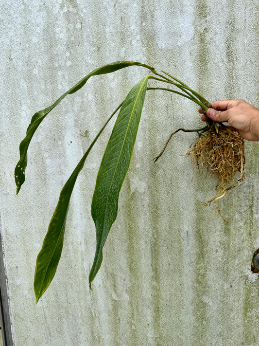 Anthurium prolatum (Large leafless)