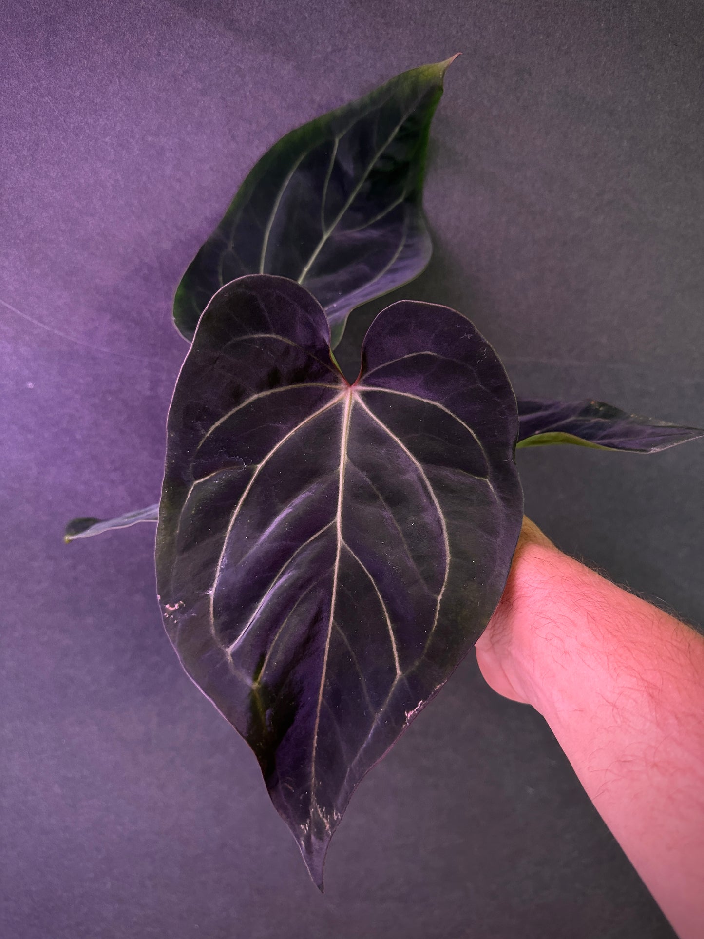 Anthurium (Ace x kuna) "Dark clone" x carla. "PM1"