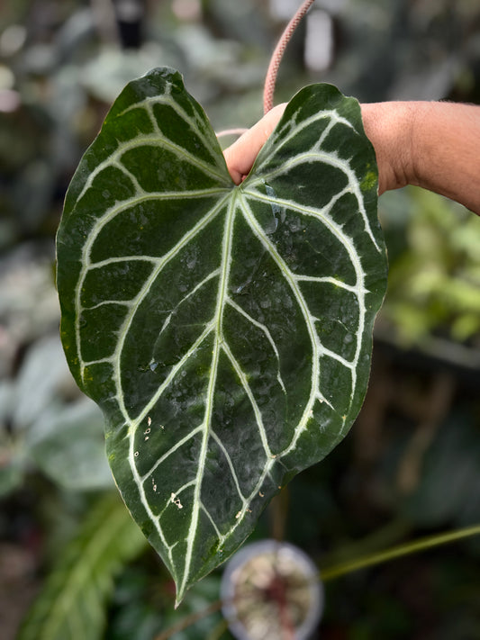 Anthurium (Enid's Bench x Stripey Mag holdback(Leafless 1)
