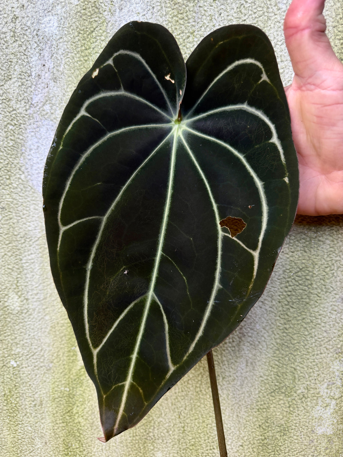 0014 Anth. [[(Stripey Mag x carla) x (carla x pap)] x (Stripey Mag x carla)] (Leafless Cataphyll)