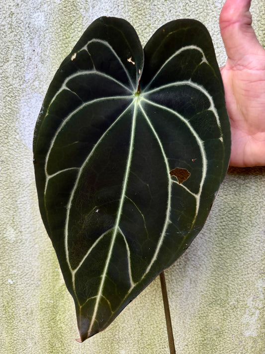 0014 Anth. [[(Stripey Mag x carla) x (carla x pap)] x (Stripey Mag x carla)] (Leafless Cataphyll)