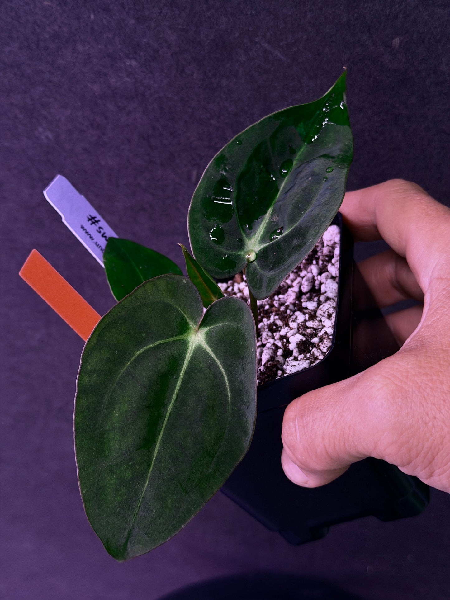 Anthurium carlablackiae 'PM6' x (papillilaminum 'RA5' x carlablackiae)
